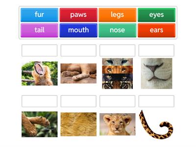 Части животных на английском 