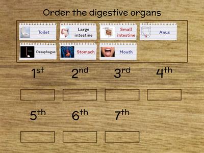 Digestive system