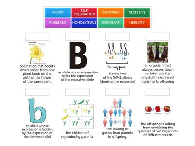 Mendelian Genetics Vocabulary F2025
