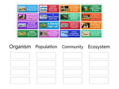 Card Sort Ecology Levels of Organization
