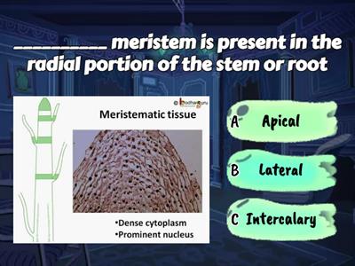 Plant Tissues