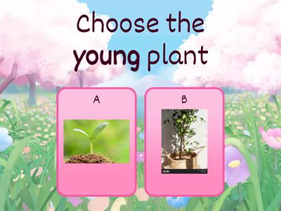 Young and adult plants