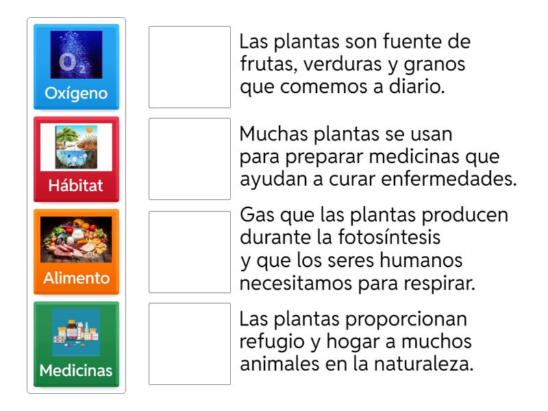 Importancia de las plantas - Match up