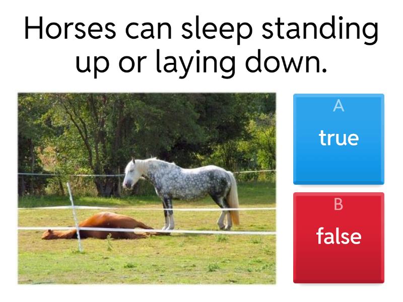 True or false horses can quiz
