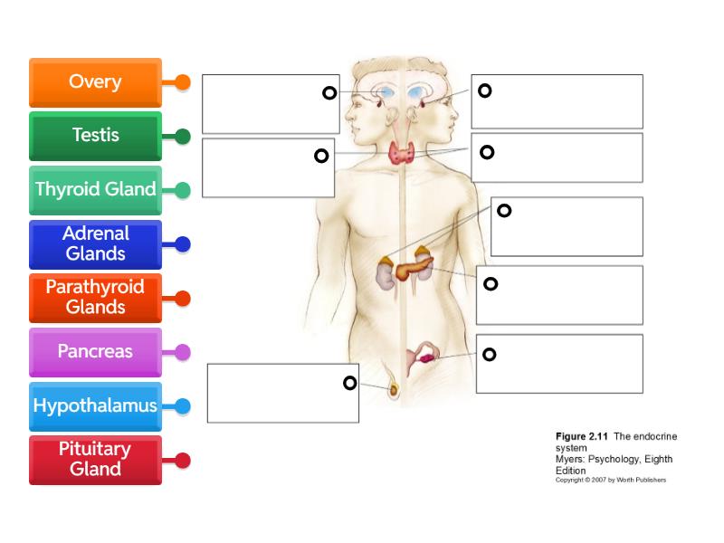 Endocrine System Label structures - Labelled diagram