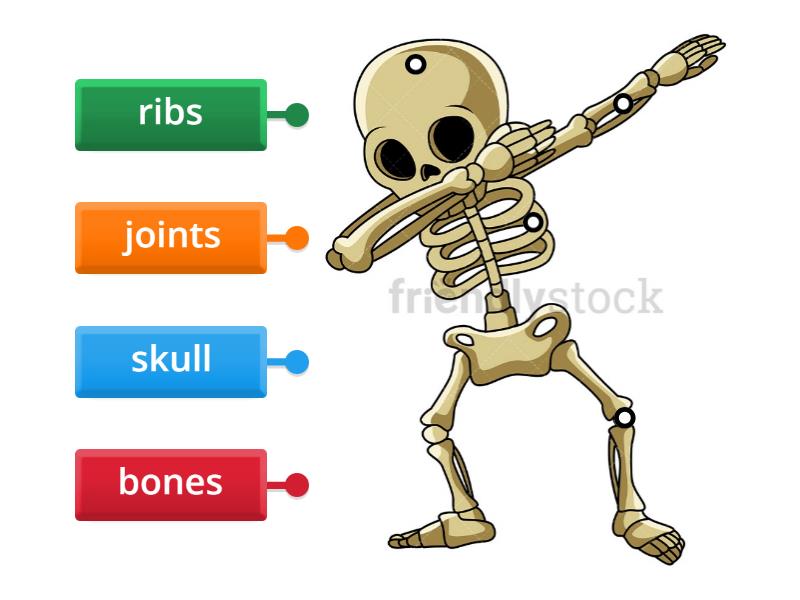 Skeletal System - Labelled diagram