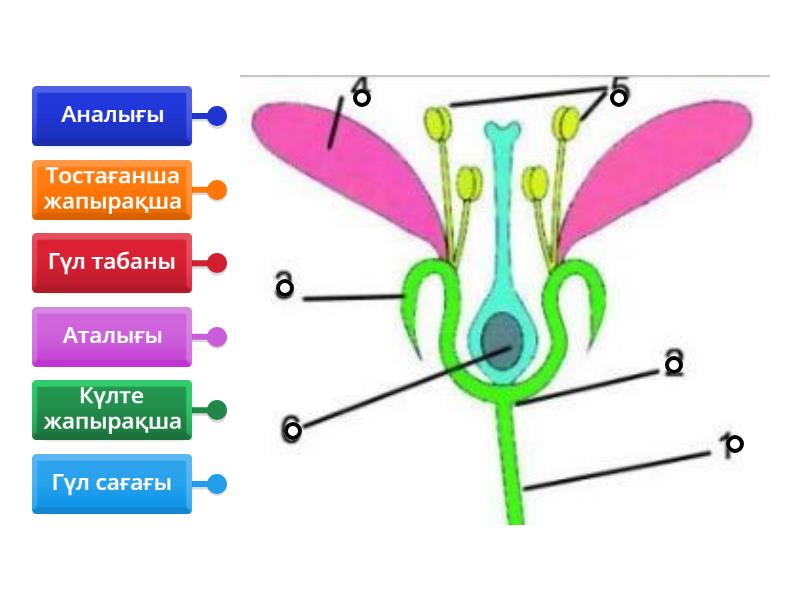 Күйеуі әйелін MFM видеосын түсіруге көндірді.