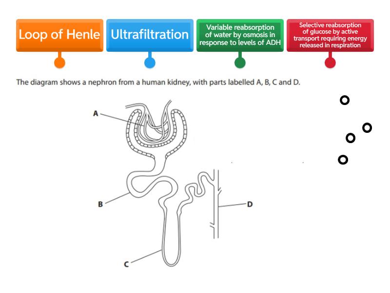 Nephron functions - Labelled diagram
