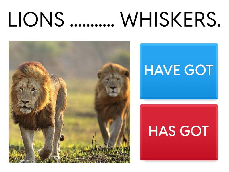 Have / has got แบบทดสอบ