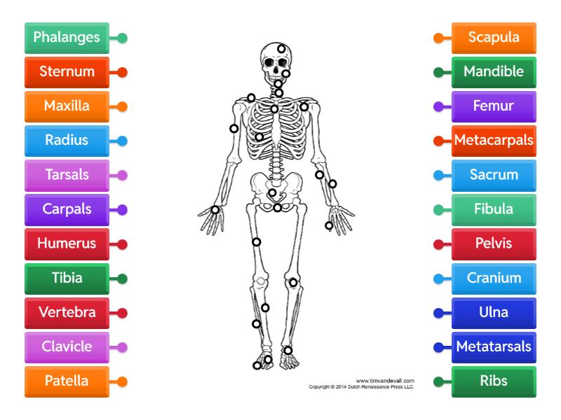 Chapter 5 Skeletal System Label Activity Grade 4 - Labelled diagram