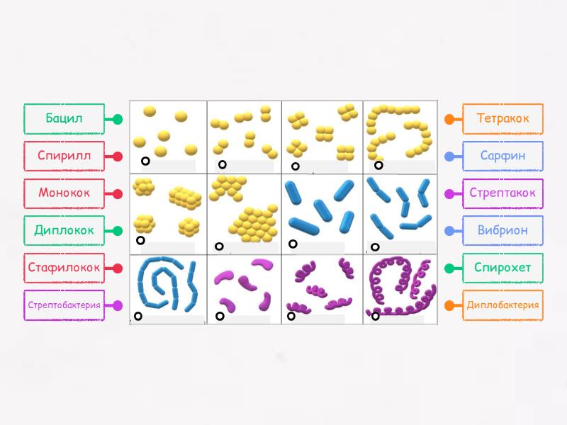 Суреттелген секс