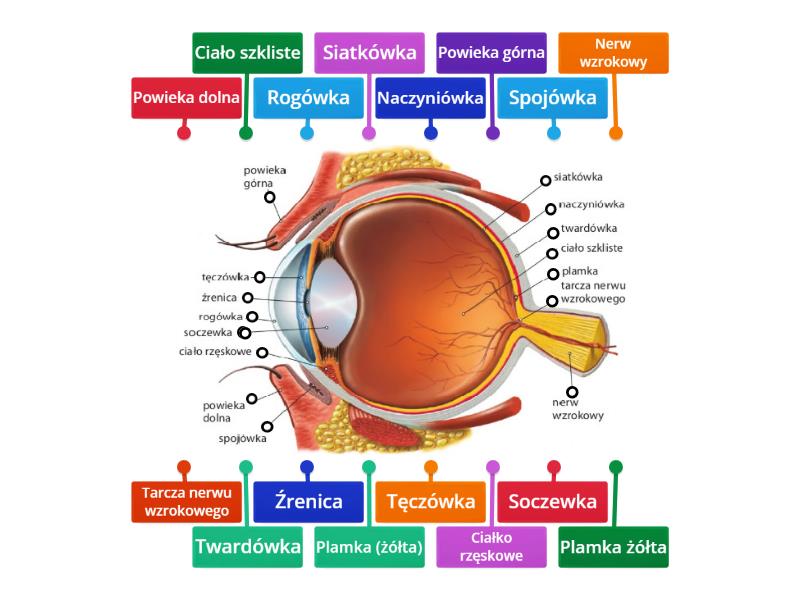 Sprawdzian Z Przyrody Klasa 5 Budowa Oka I Ucha Budowa oka. Klasa 7. - Labelled diagram