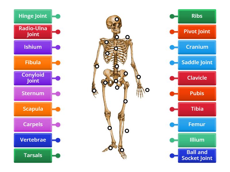 Skeletal System Labelled - Labelled diagram