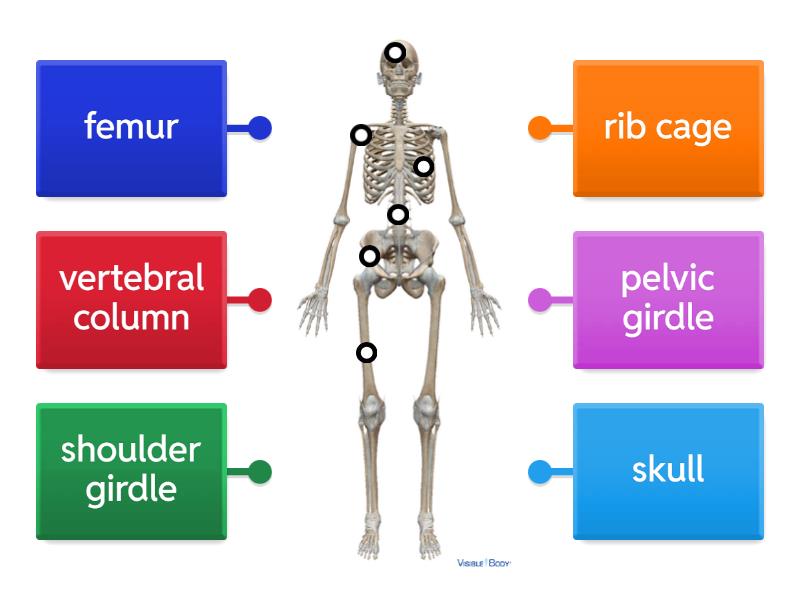 Skeletal System - Labelled diagram
