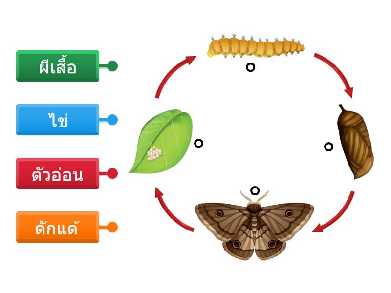 วงจรชีวิตผีเสื้อ - Labelled diagram