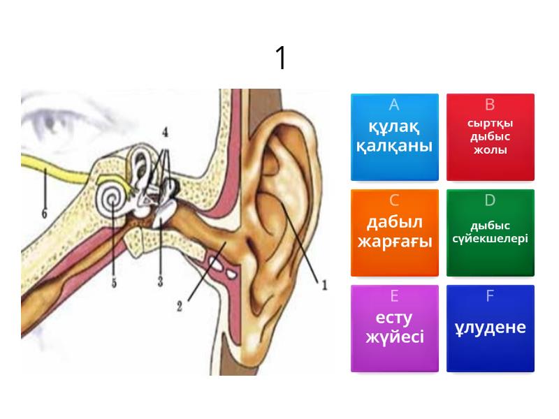 Бейнемен Санкт-Петербургтегі жеке эскорттар
