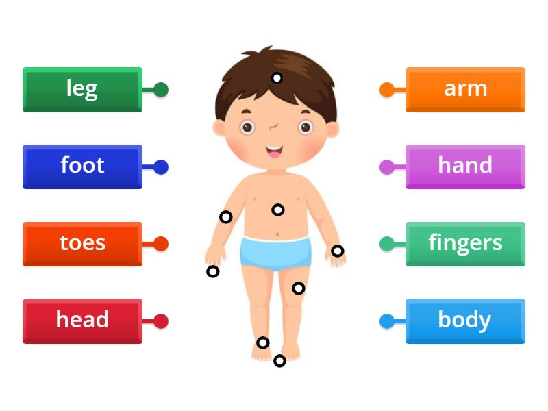 Body parts Islands 1 Gắn nhãn sơ đồ