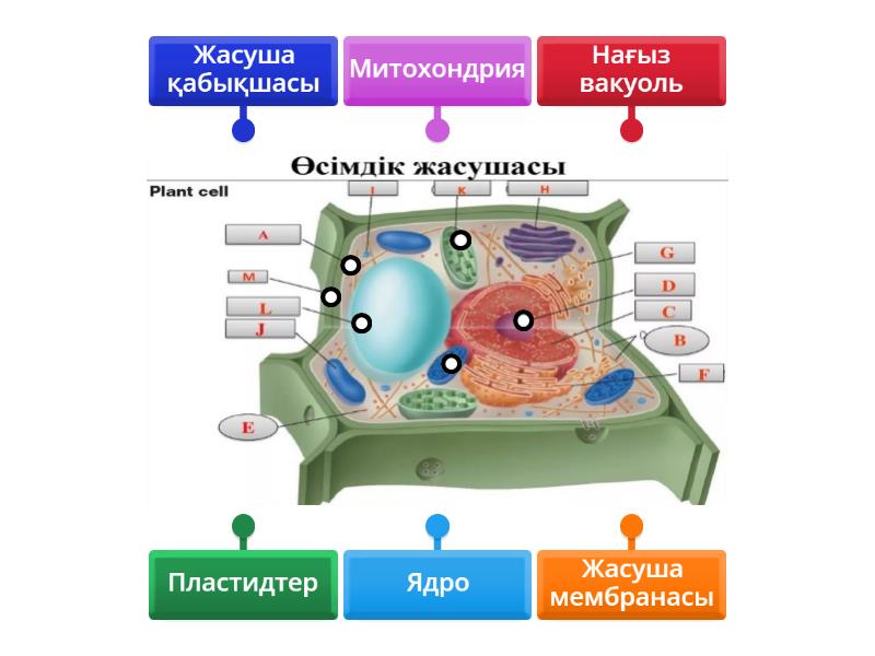 Александра Ивановская, Ресей аруы порно