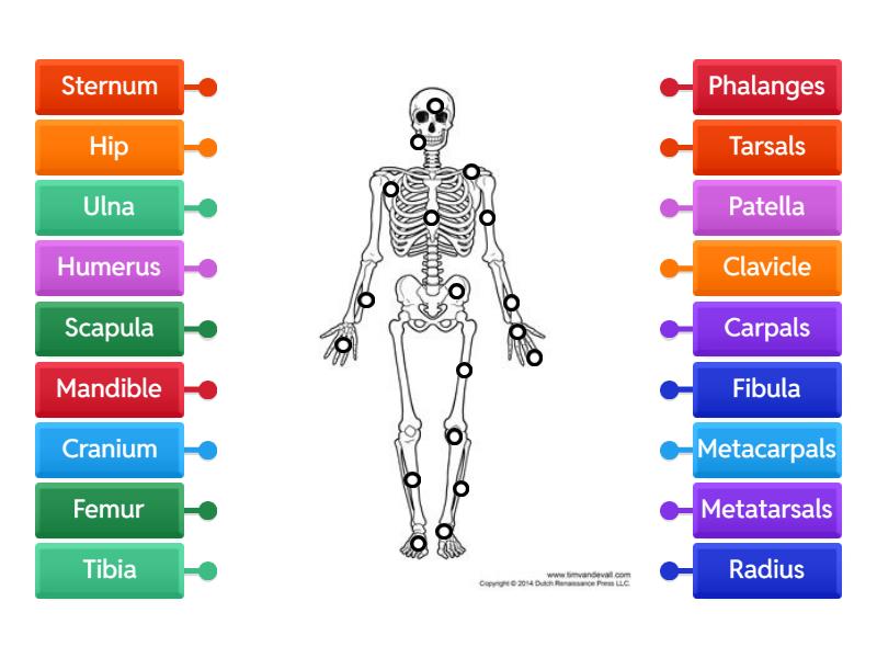 Skeletal System Labelling - Labelled diagram
