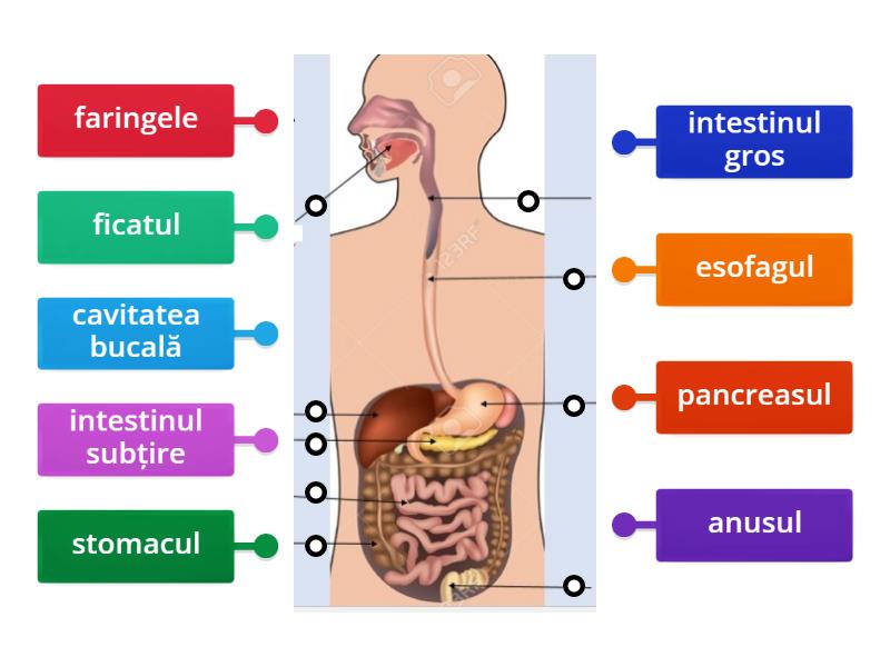 SISTEMUL DIGESTIV LA OM - Labelled diagram