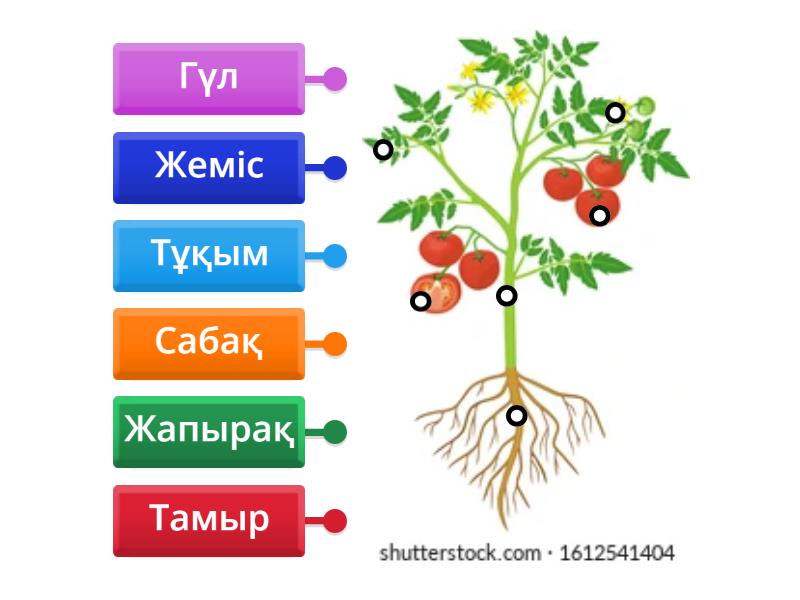 Жұтыну кезінде ауызға контур