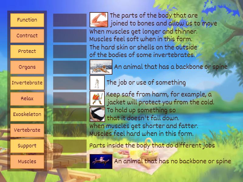 science-g3-1-2-why-we-need-a-skeleton-vocabulary-match-up