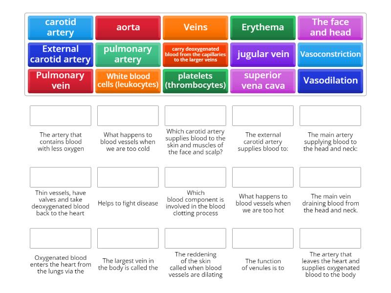 Circulatory System Match Up 3325