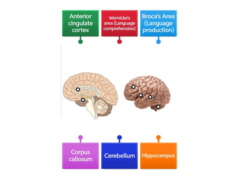 Brain Areas And Functions - Diagrama Con Etiquetas