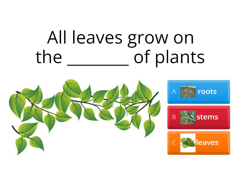 science-class-2-chapter-5-leaves-mcqs-quiz
