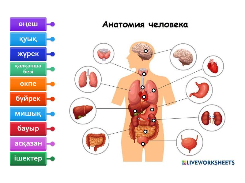 Қазақтың сұлу әйелдерімен секс