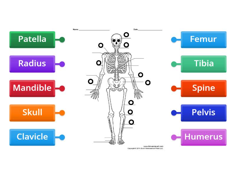 The Skeleton System - Label - Labelled diagram