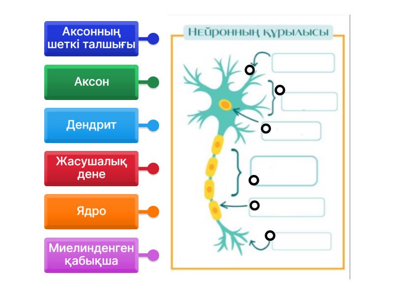 Мен 11 жасымда жыныстық қатынасқа түскім келеді