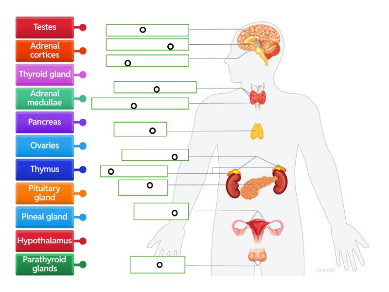 Year 12 ATAR HBio - Label the Endocrine System - Labelled diagram