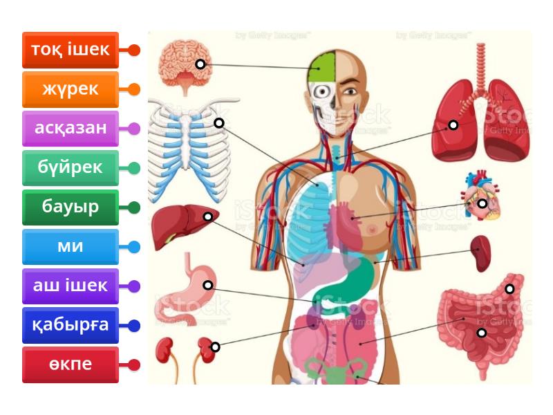 Нағыз порно веб-камера