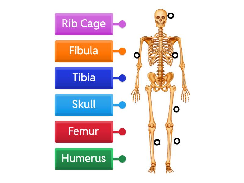 Do You remember the Skeletal System? - Labelled diagram