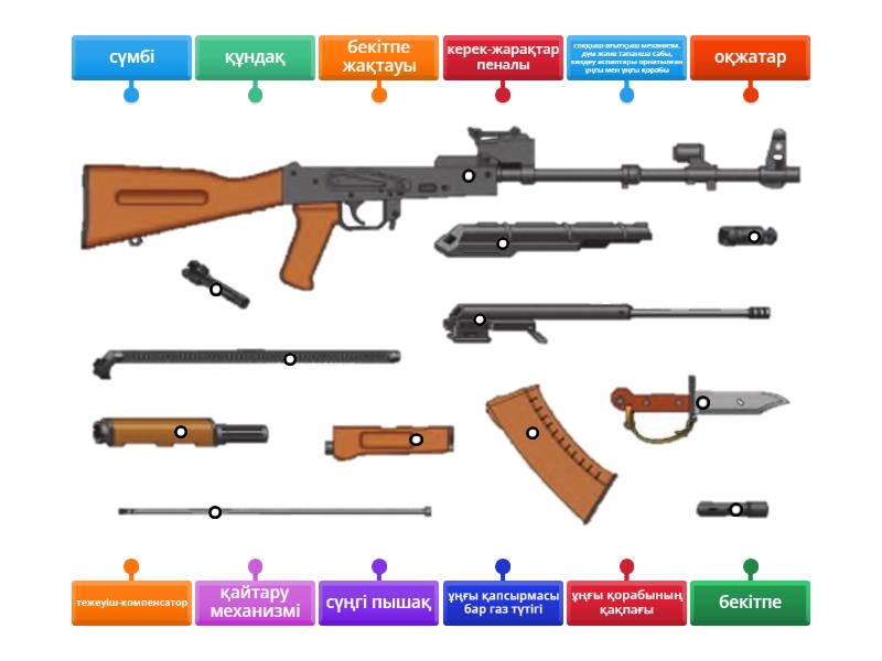 Есік, сперматозоид, тіл
