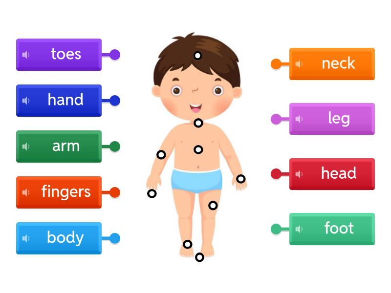 Parts of the body Simple Labelled diagram